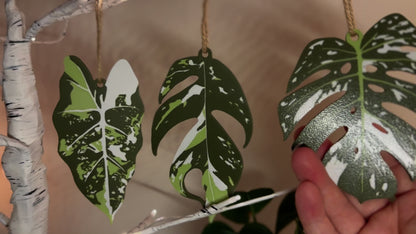 Variegated House Plant Christmas Tree Decorations
